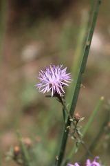 Centaurea paniculata