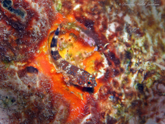 Orangespotted Blenny photo 4