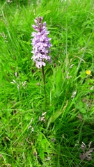 Dactylorhiza fuchsii
