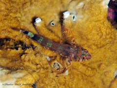 Two-Bar Triplefin photo 5