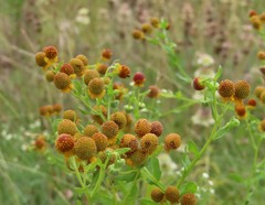 Helenium elegans