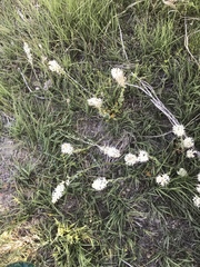Thelypodium crispum