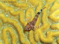Two-Bar Triplefin photo 1