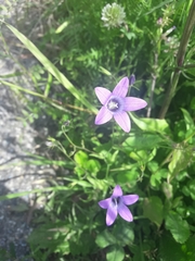 Campanula patula
