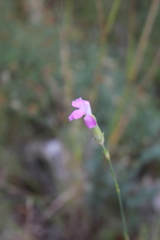 Dianthus caryophyllus