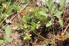 Teucrium montanum