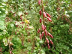 Berberis canadensis