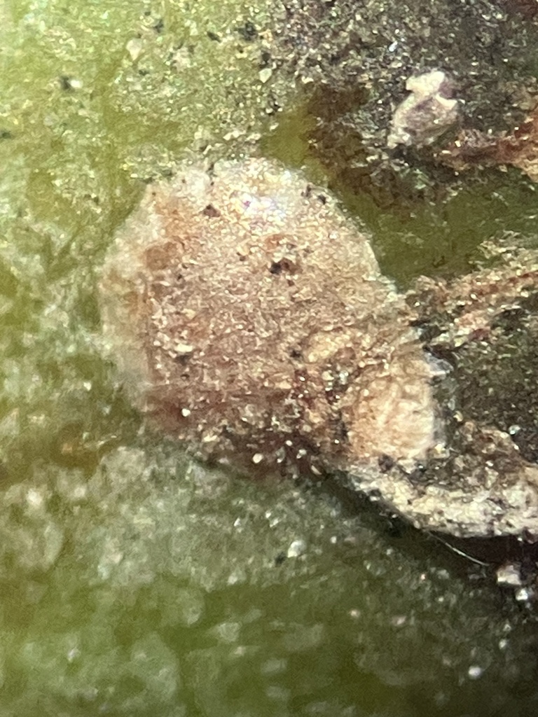 cherry scale