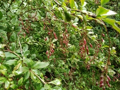 Berberis canadensis