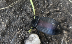 Eleodes suturalis