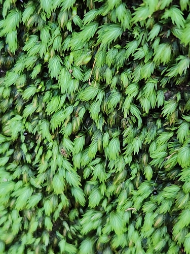 Fissidens ovatus observed 2024-08-19