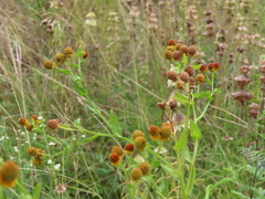 Helenium elegans