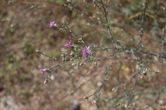 Centaurea paniculata