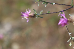 Centaurea paniculata