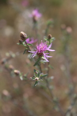 Centaurea paniculata