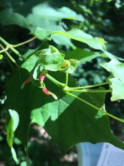 Dasineura communis