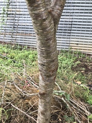 Prunus persica nucipersica