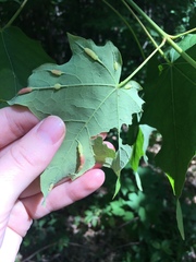 Dasineura communis