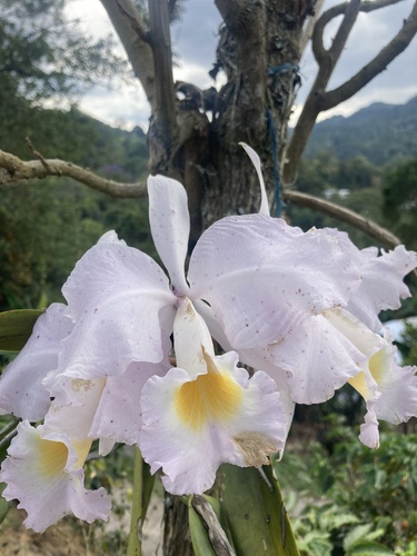 Cattleya trianae