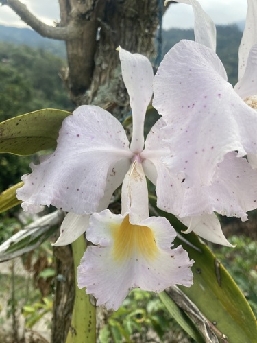 Cattleya trianae