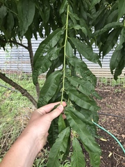 Prunus persica nucipersica