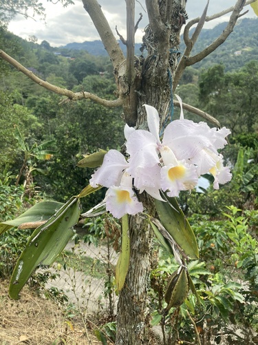 Cattleya trianae