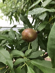 Prunus persica nucipersica