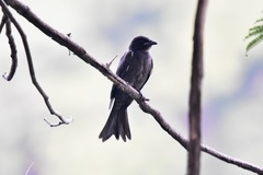 Dicrurus macrocercus