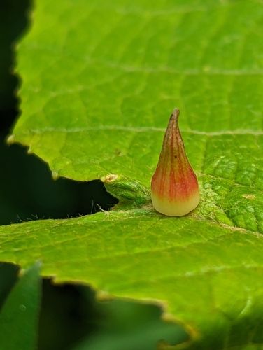 Grape Tube Gallmaker photo 5