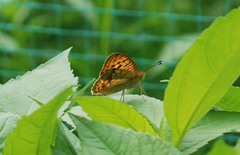 Argynnis laodice