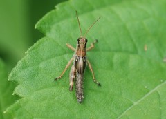 Ognevia longipennis