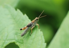 Ognevia longipennis