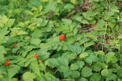 Rubus pungens oldhamii