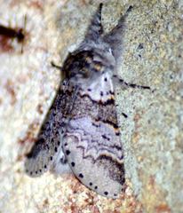 Furcula occidentalis