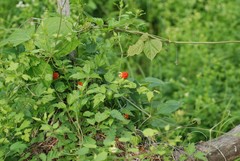 Rubus pungens oldhamii