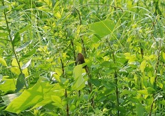 Sinosuthora webbiana fulvicauda