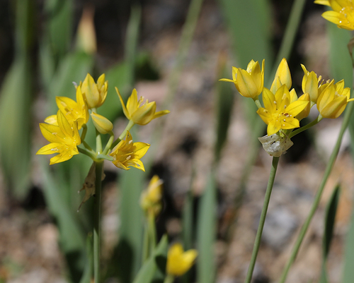 Allium moly iNat (3)