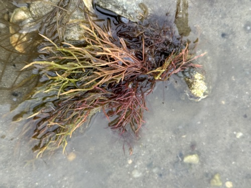 Agardh's red weed (Agardhiella subulata)
