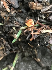 Araneus triguttatus