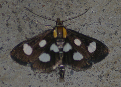 Anania funebris