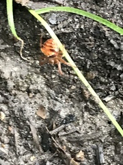 Araneus triguttatus
