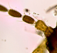 Merothrips floridensis