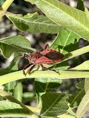 Apiomerus cazieri