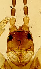 Merothrips floridensis