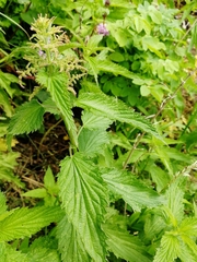 Urtica sondenii