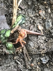 Araneus triguttatus