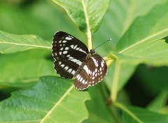Neptis pryeri