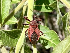 Apiomerus cazieri