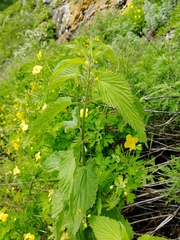Urtica sondenii
