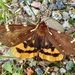 St. Lawrence Tiger Moth - Photo (c) Denis Doucet, some rights reserved (CC BY-NC), uploaded by Denis Doucet